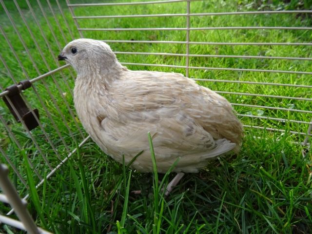 Wachteln Hahn Naturbrut Legewachtel Gockel Wachtel Gelb - Tiere In Not - Tittmoning