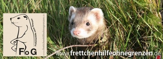 Frettchen gesucht? - Frettchen - Marl