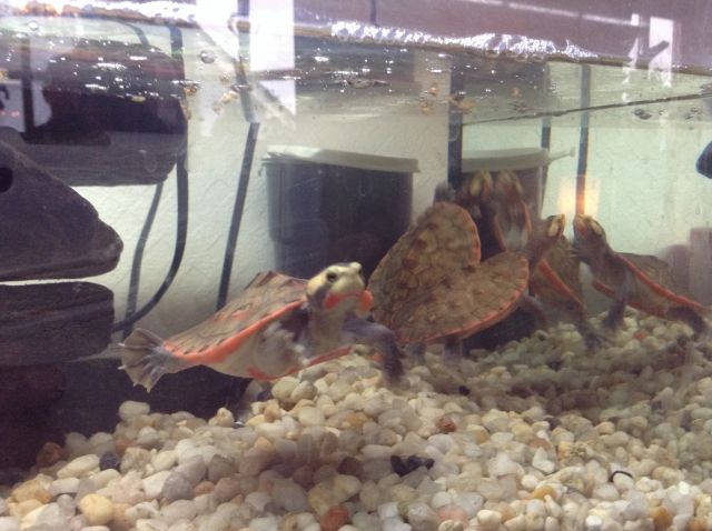 Schildkröten abzugeben , Rotbauchspitzkopf ,Wasserschildkröten - Reptilien - Münchberg