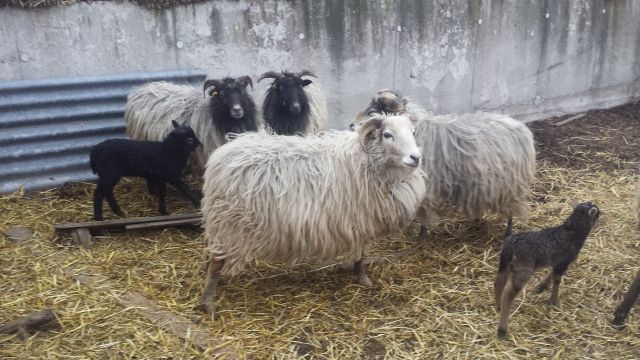 Heidschnucken - Nutztiere - Bochum