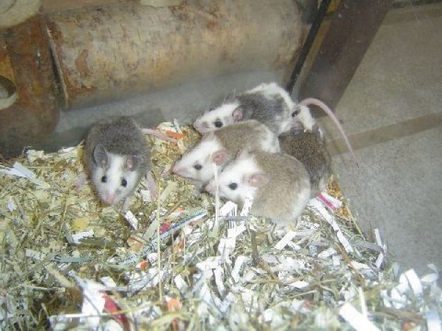 Vielzitzenmäuse - Nagetiere Allgemein - münster