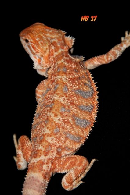 Farbbartagamen, Hypos und Hypo Leatherbacks - Reptilien - mönchengladbach