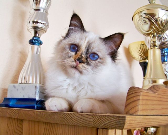 Junge Katzendame braucht ein neues Zuhause - Katzen - Berlin