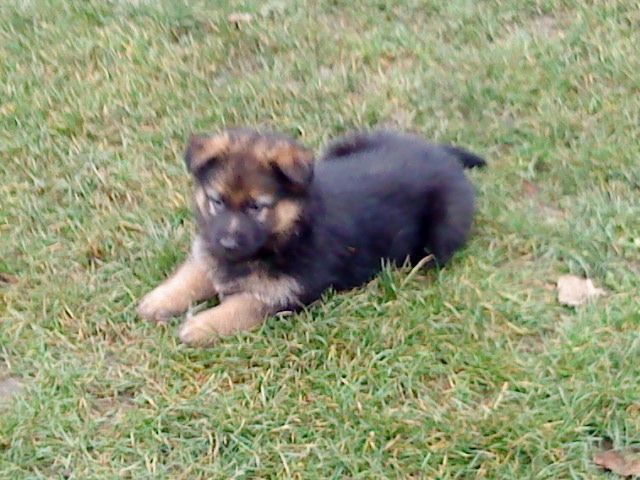 Süße Schäferhündinnen - Hunde - Egeln