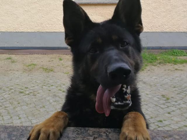 Verk reinrassige Deutsche Schäferhundwelpen - Hunde - Plessa