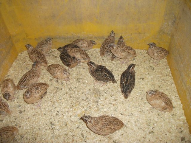 Legewachteln - Nutztiere - Metebach