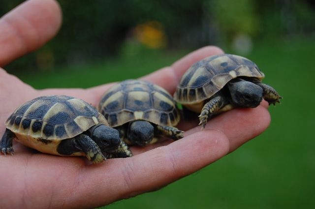 Griechische Landschildkröten abzugeben - Reptilien - Ergolding
