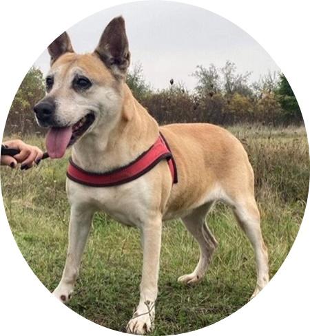 MAMI - 50 cm - EINE SCHMUSERIN IN NOT! (aus dem Tierschutz) - Hunde - Neuss