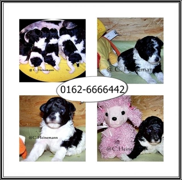 Bildhübsche Harlekinzwergpudelbuben, Papiere suchen... - Hunde - Leer