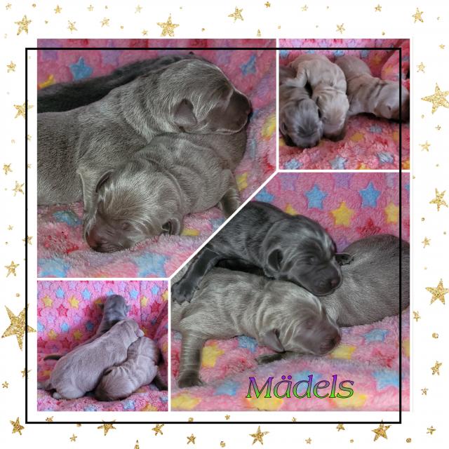 Labrador Welpen mit Papiere  - Hunde - Pasewalk 