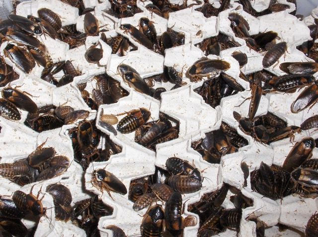 Argentinische Waldschaben, Blaptica dubia - Terrarien - Wurzbach