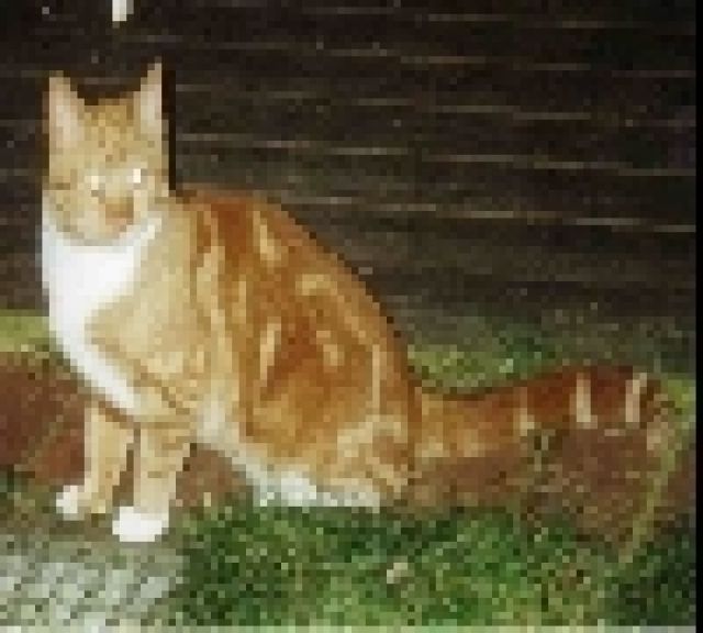 Katzen in Not - Tiere In Not - Bohmte