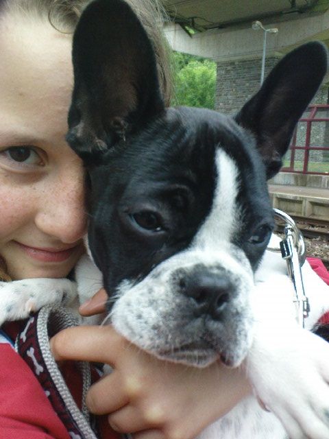 Verkaufe französicher bulldog - Hunde - luxemburg