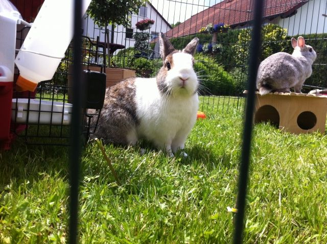 Zwei süße Zwergkaninchen abzugeben - Hasen Kaninchen - Rüdenau