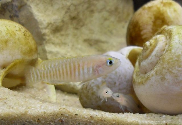 Neolamprologus multifasciatus-Schneckenbarsche - Fische - Wahlheim