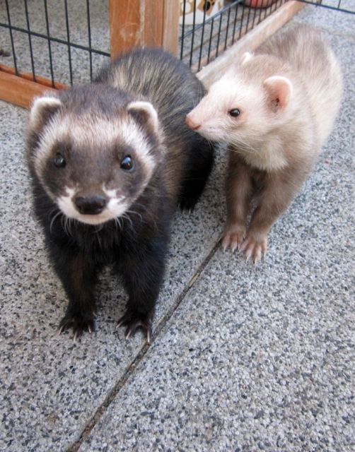 2 Frettchenfähen kastriert suchen neues Zuhause - Frettchen - Winterlingen
