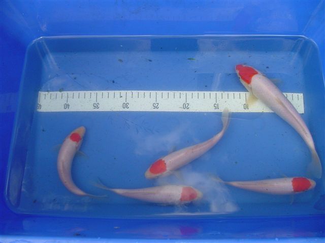 Jap. Kois Koi Tancho Kohaku - Fische - Hohenbocka