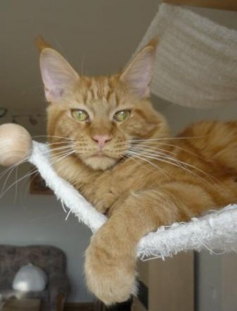 Maine Coon Junge in tollem Rot - Katzen - cottbus