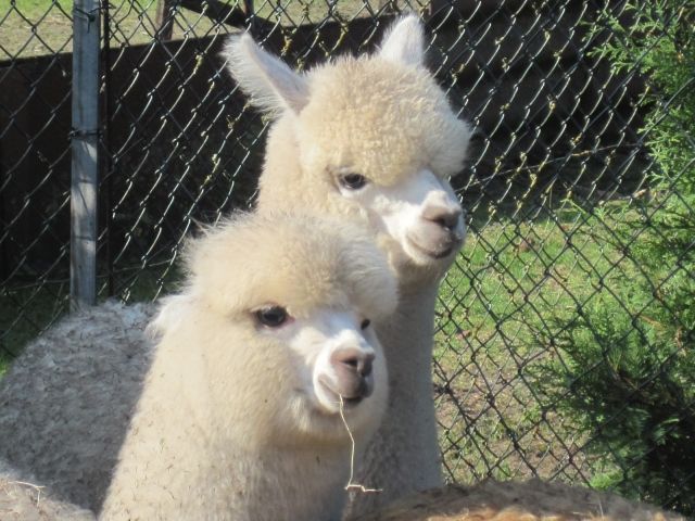 Alpaka Jungtiere - Nutztiere - Laar