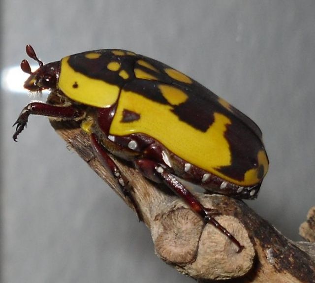 Pachnoda aemula - Insekten - Lichtenstein