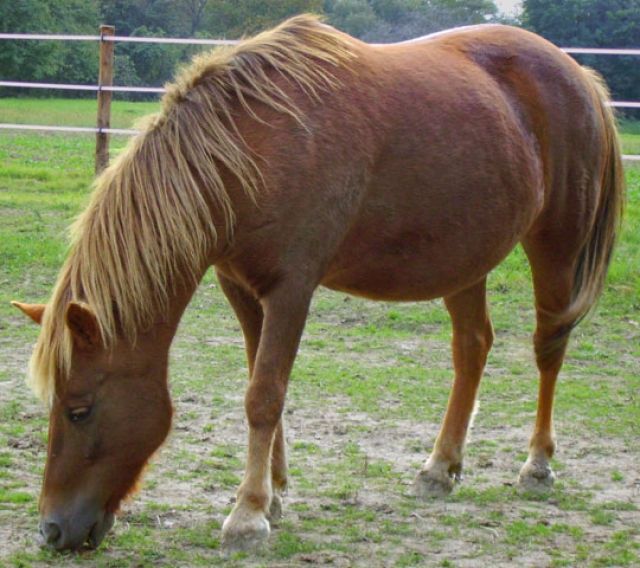 Verkaufe 9 jährige Pony-Stute  Niagara  - Pferde - Frankenau
