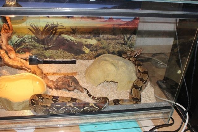 Tausche und Suche...Boa c.c und Kornnattern - Reptilien - mülheim