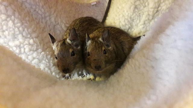 2 Degus zu verschenken  - Sonst Nagetiere - Niederkrüchten 