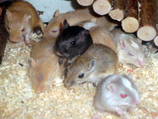 Süße Wüstenrennmäuse warten auf Dich   - Maeuse - Hannover/Döhren