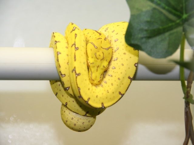 Morelia viridis - Reptilien - Gronau