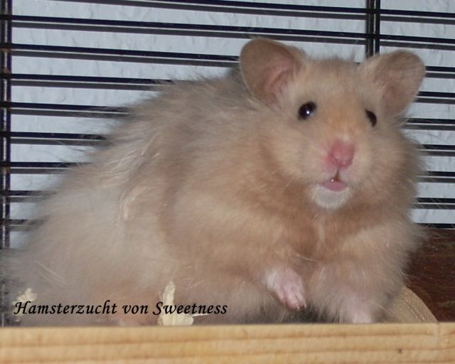 Hamster- Teddyhamster aus Artgerechter Zucht - Hamster - Rodenbach