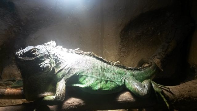 2 Grüne Leguane in erfahrene Hände abzugeben - Reptilien - Aitrach
