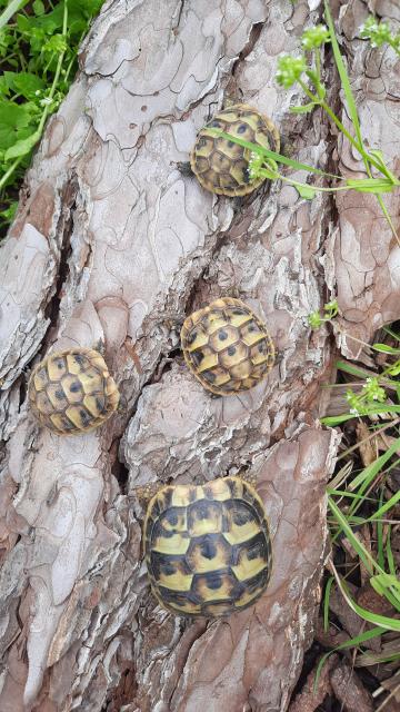 Griechische Landschildkröten Schlupfdatum 2022 und 2021 abzugeben  - Reptilien - Triefenstein