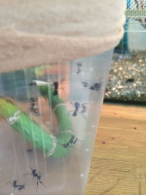 Phyllocrania Paradoxa - Geistermantis - Insekten - Braunschweig