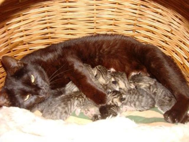 Tigermiezen suchen ein Zuhause - Katzen - Hartha