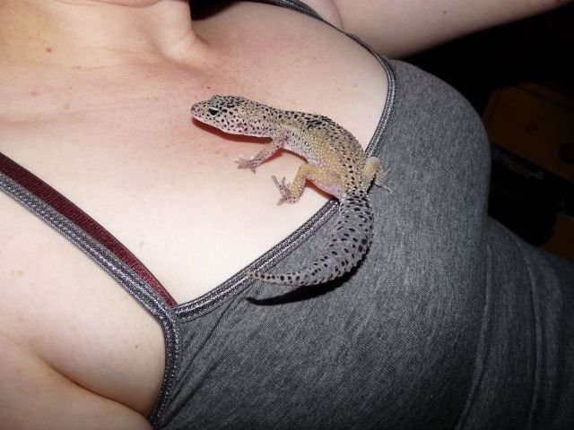 Leopardgeckodame in erfahrene Hände abzugeben - Reptilien - Rimpar