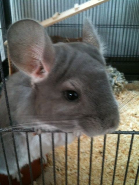 Chinchilla Pärchen - Reitbeteiligung - Pfaffenhofen a. d. Ilm