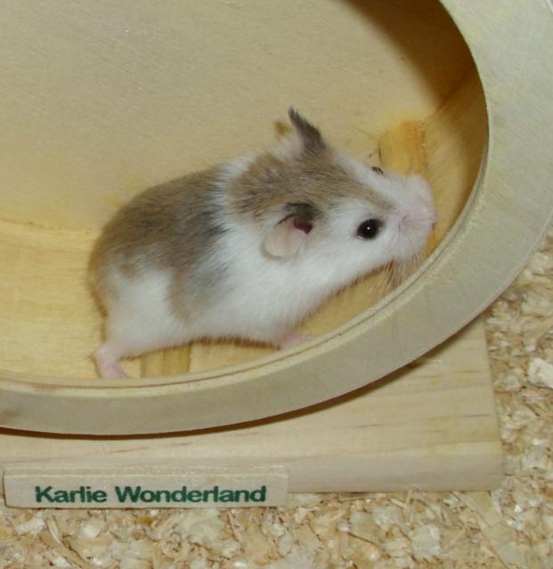 Geschecktes Zwerghamster Weibchen, mottled, piebald, Roborowski, Hamster - Hamster - Moringen