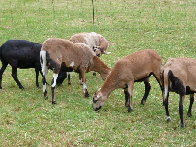 Wunderschöne Kamerun-Barbados-Mix Auen abzugeben - Sonstige Nutztiere - Waldenburg/Sachsen