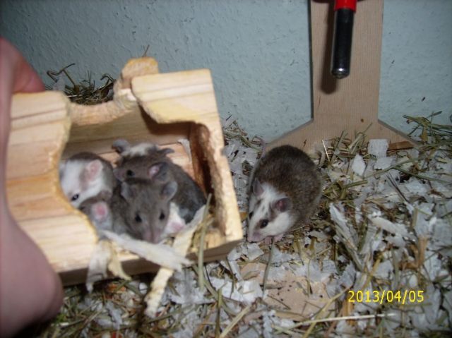 Futtermäuse - Maeuse - Frankfurt