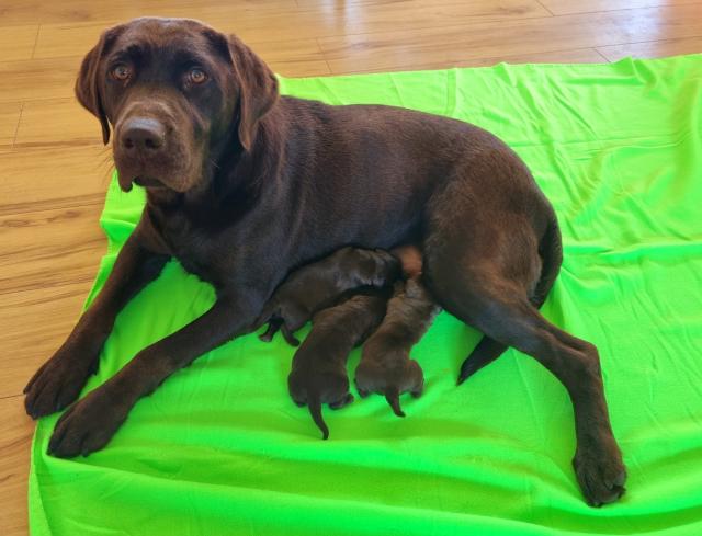 Labradorwelpen Schokobraun reinrassig - Hunde - Gronau-Epe