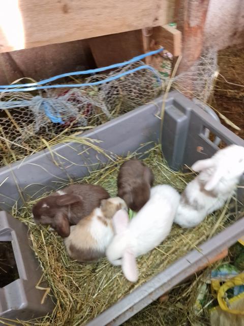 NHD-Widderhäschen - Hasen Kaninchen - Achenkirch