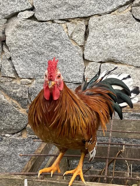 Bayerische Landzwerge 4 Gockel Hähne - Nutztiere - Schönberg