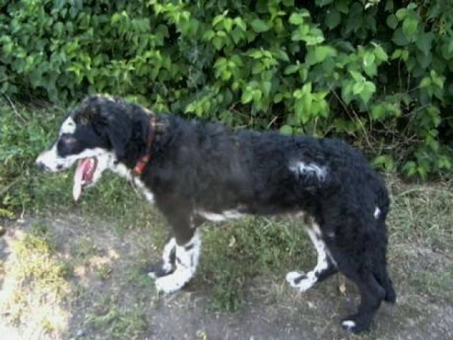 Großer schwarzer Hütehund m. weißen Flecken gesucht     - Entlaufen Zugelaufen - Buchenbach
