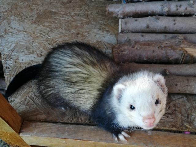 Frettchen Fähe 1Jahr alt - Frettchen - Mömlingen