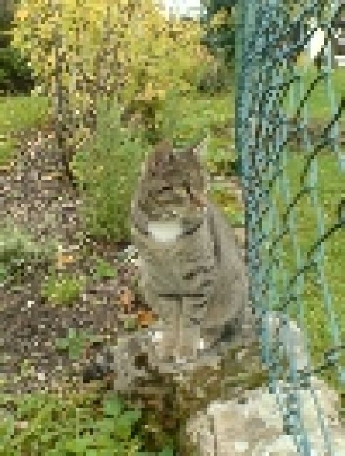 Kater Oskar entlaufen - Entlaufen Zugelaufen - Goslar