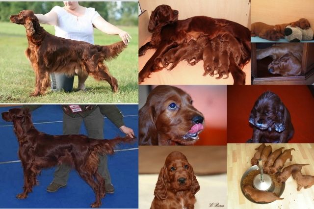 Irish Setter Welpen - Hunde - Pischelsdorf