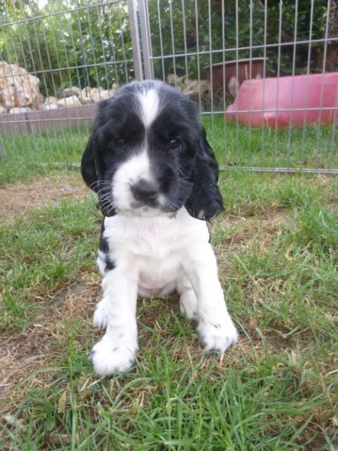 Engl. Cockerwelpen aus liebevoller Hobbyzucht - Hunde - Wertingen