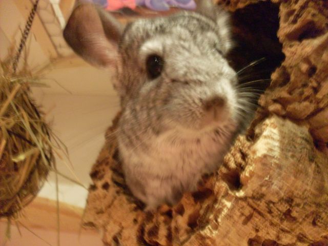 Chinchilla 3 Jahre Standard, zutraulich  - Nagetiere Allgemein - Berlin