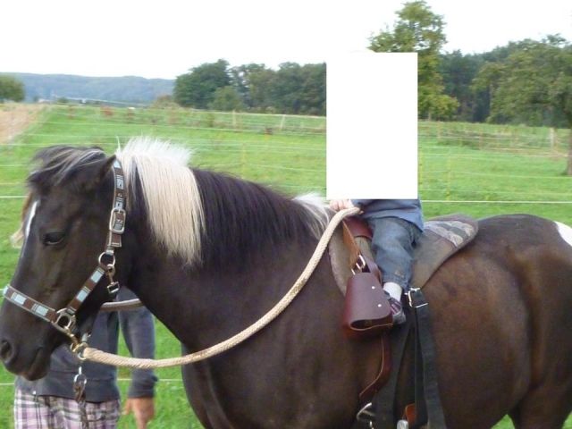 Biete Pflegepony - Reitbeteiligung - Leinburg