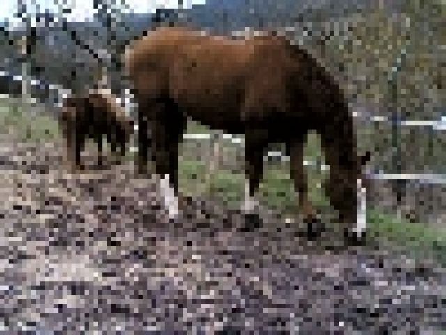 Biete Reitbeteiligung - Reitbeteiligung - Deisslingen